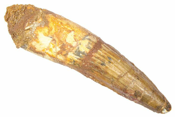 Fossil Spinosaurus Tooth - Real Dinosaur Tooth #382325